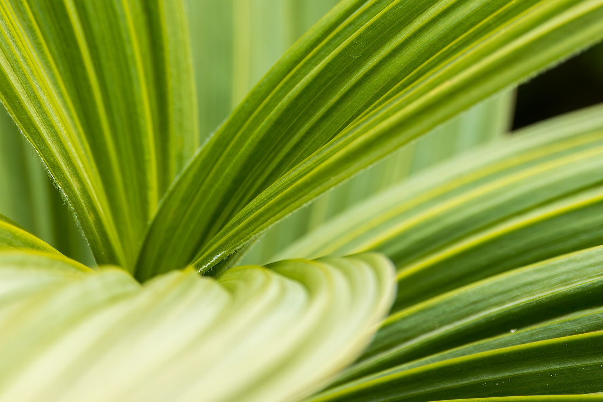 False Hellebore