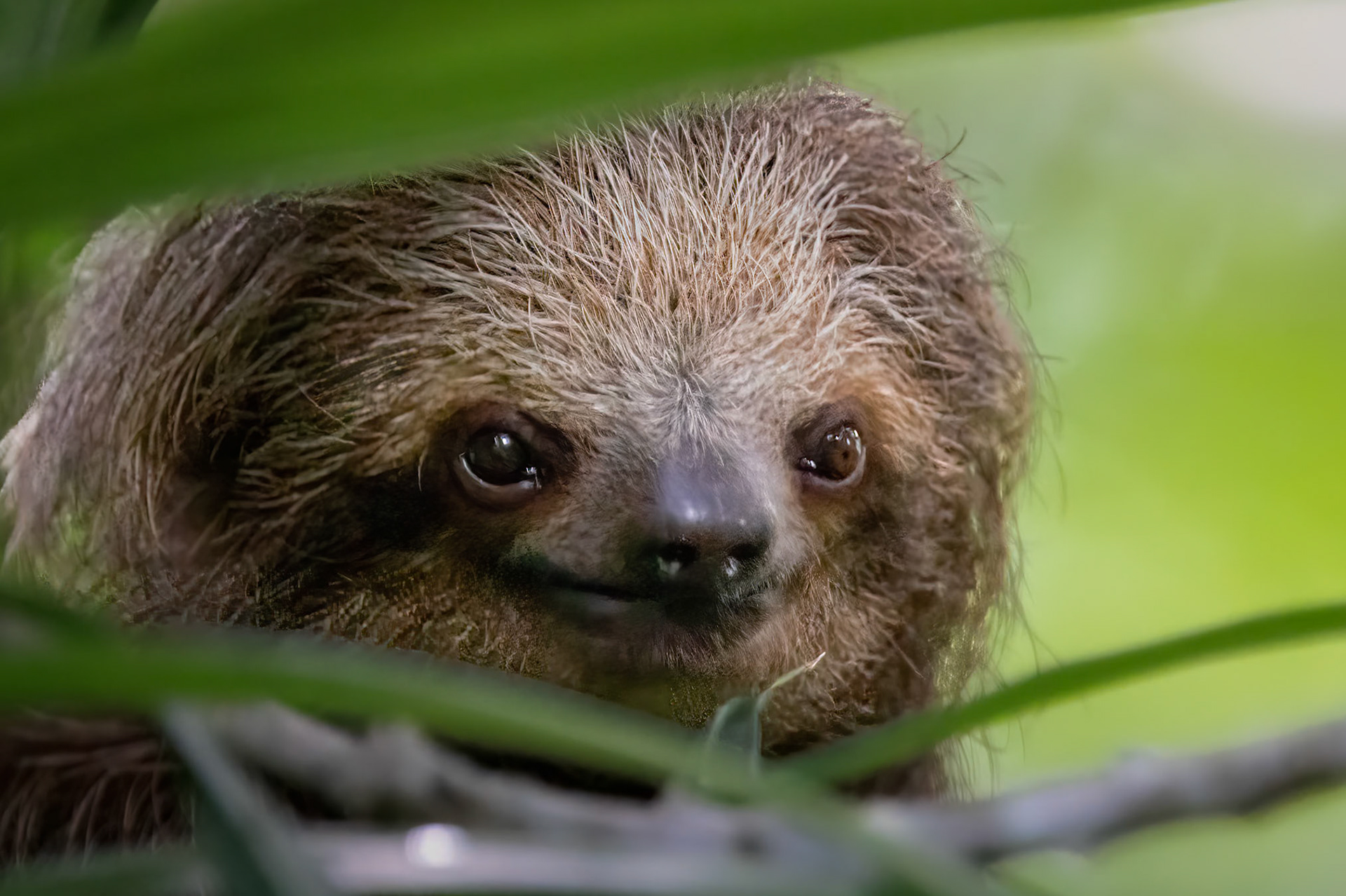 Peeking Sloth