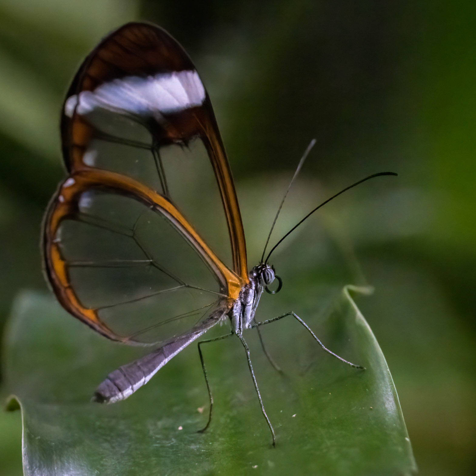 Glasswing Butterfly
