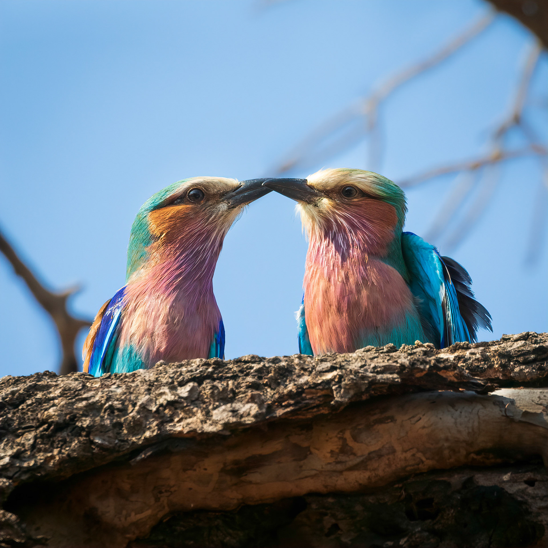 Timbavati Game Reserve, South Africa
