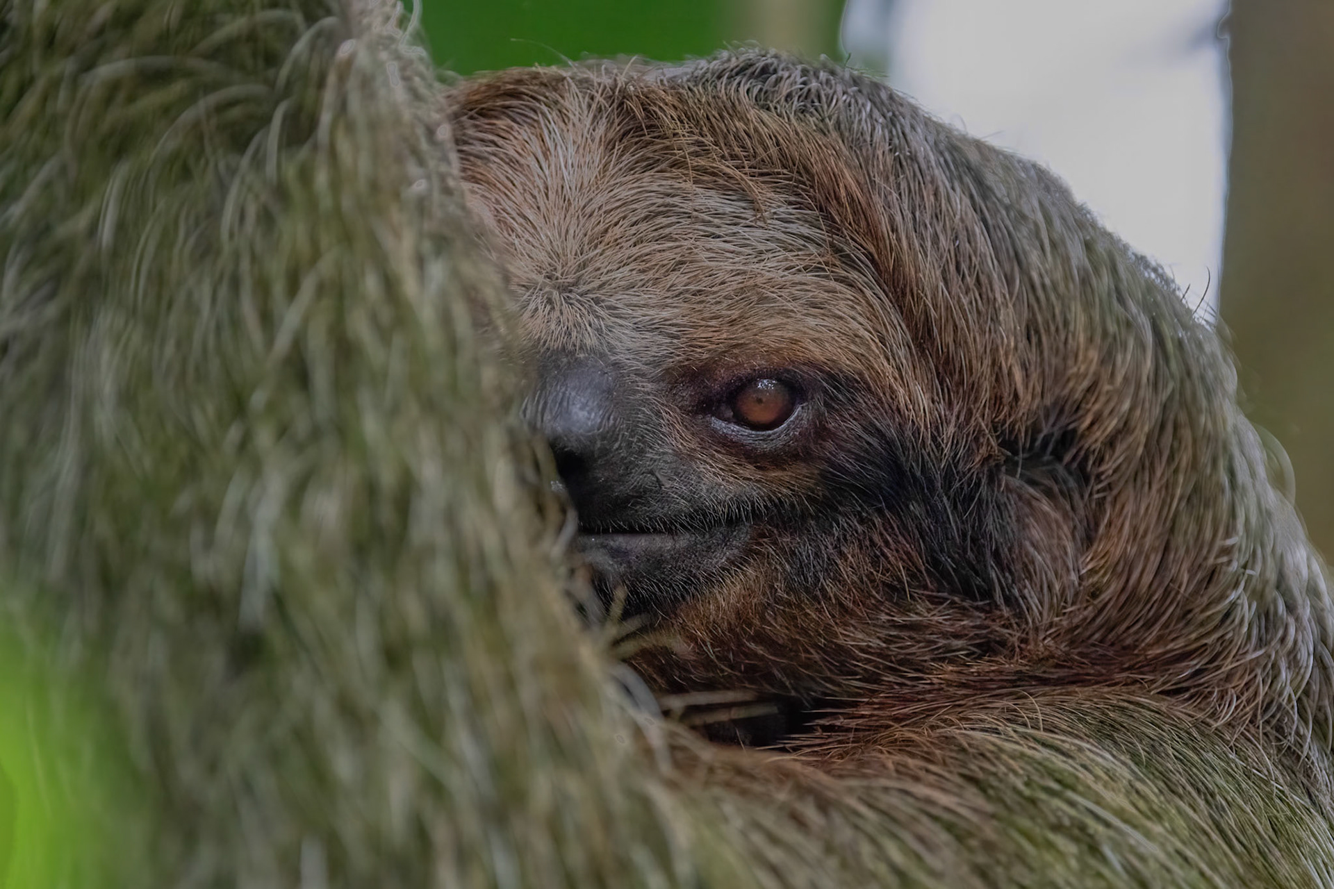 The Sly Sloth