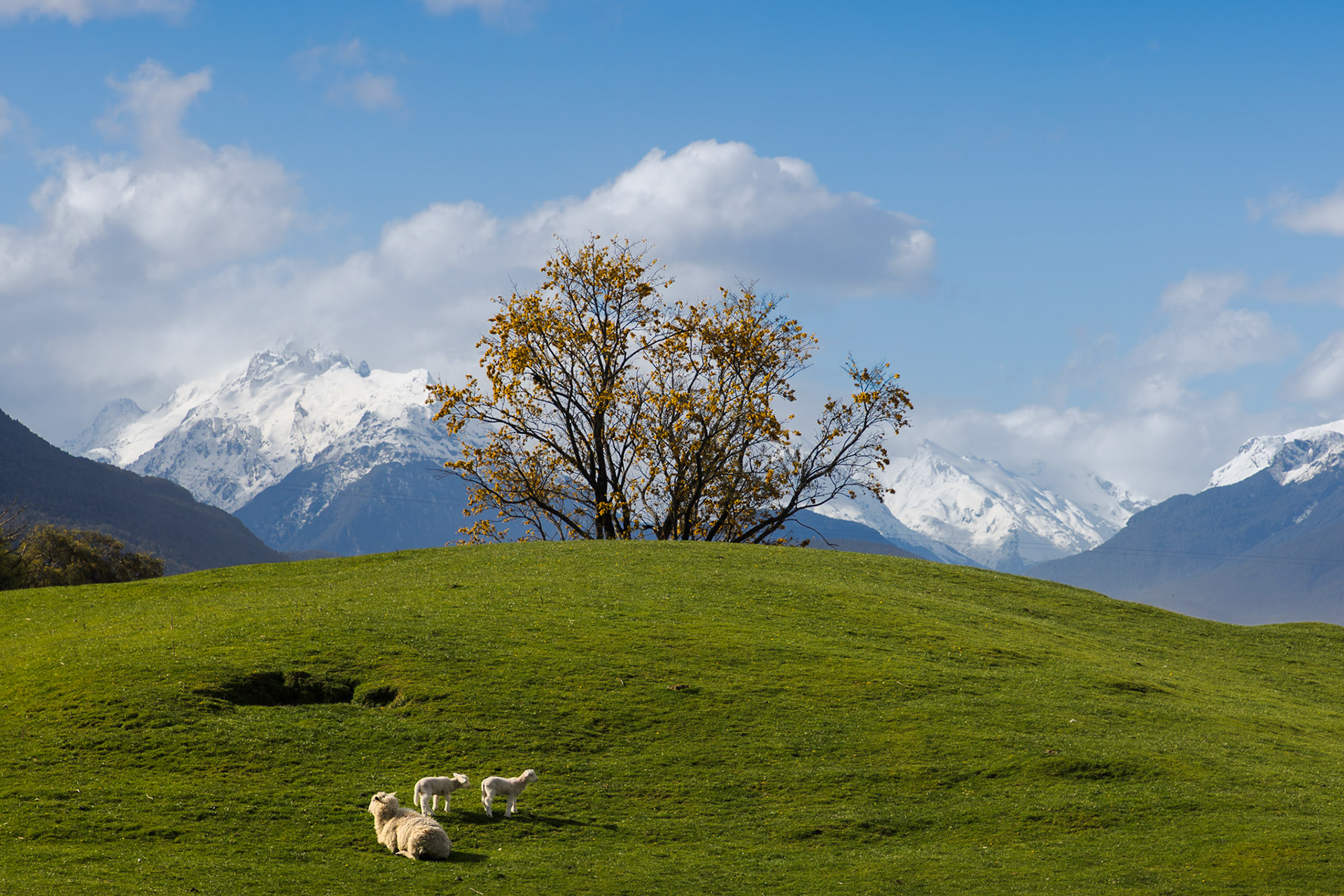 Willow and Sheep