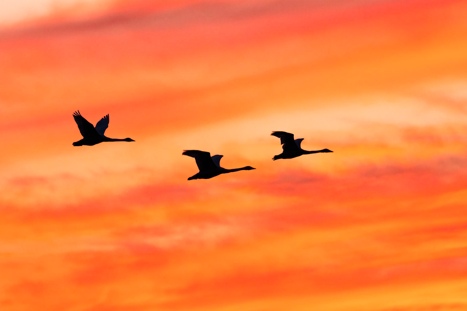 Tundra Swans at Sunset