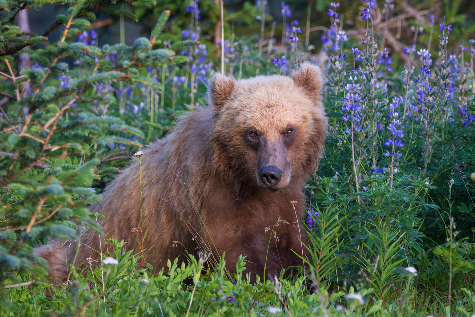 Bear in the Lupine