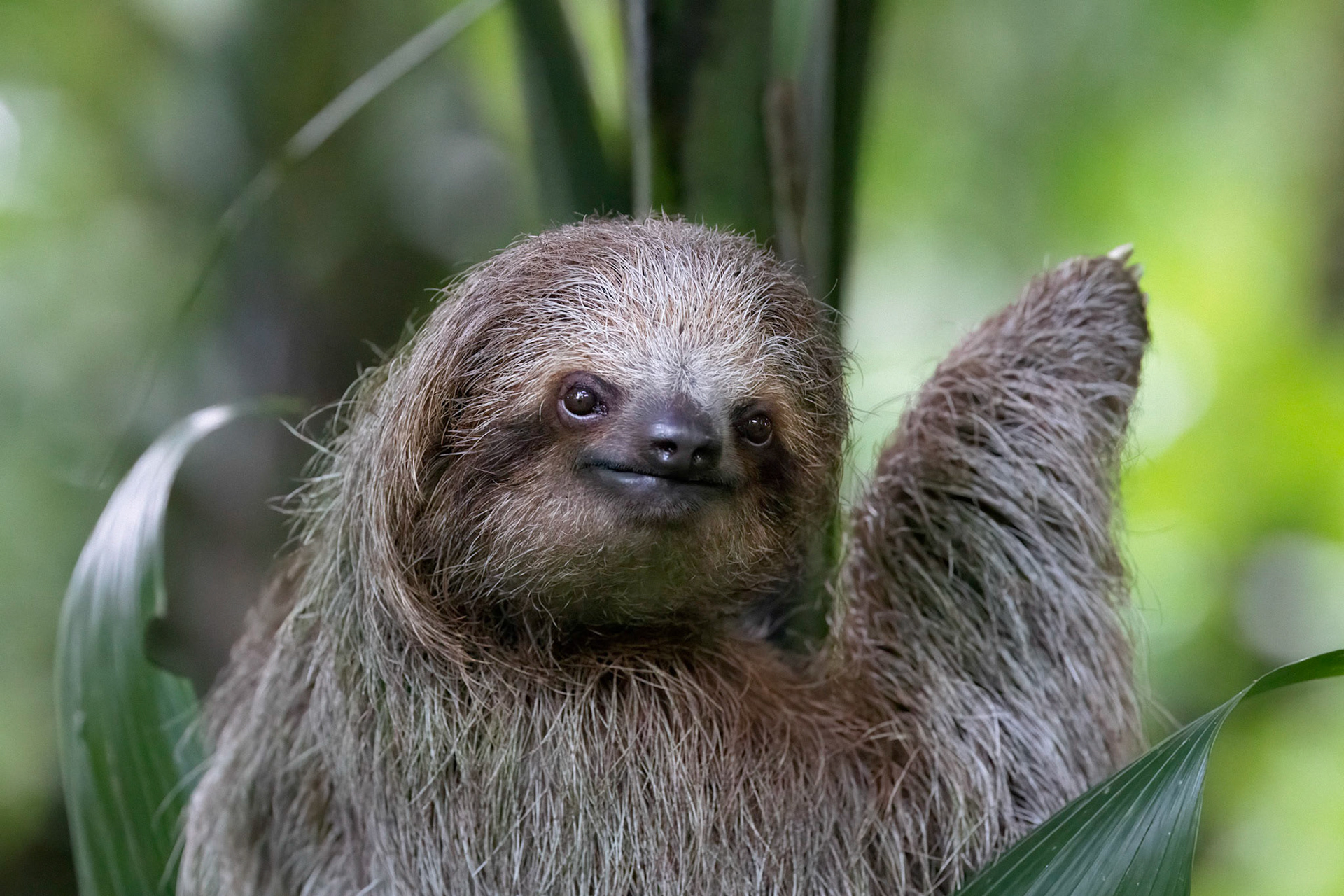 Three-toed Sloth