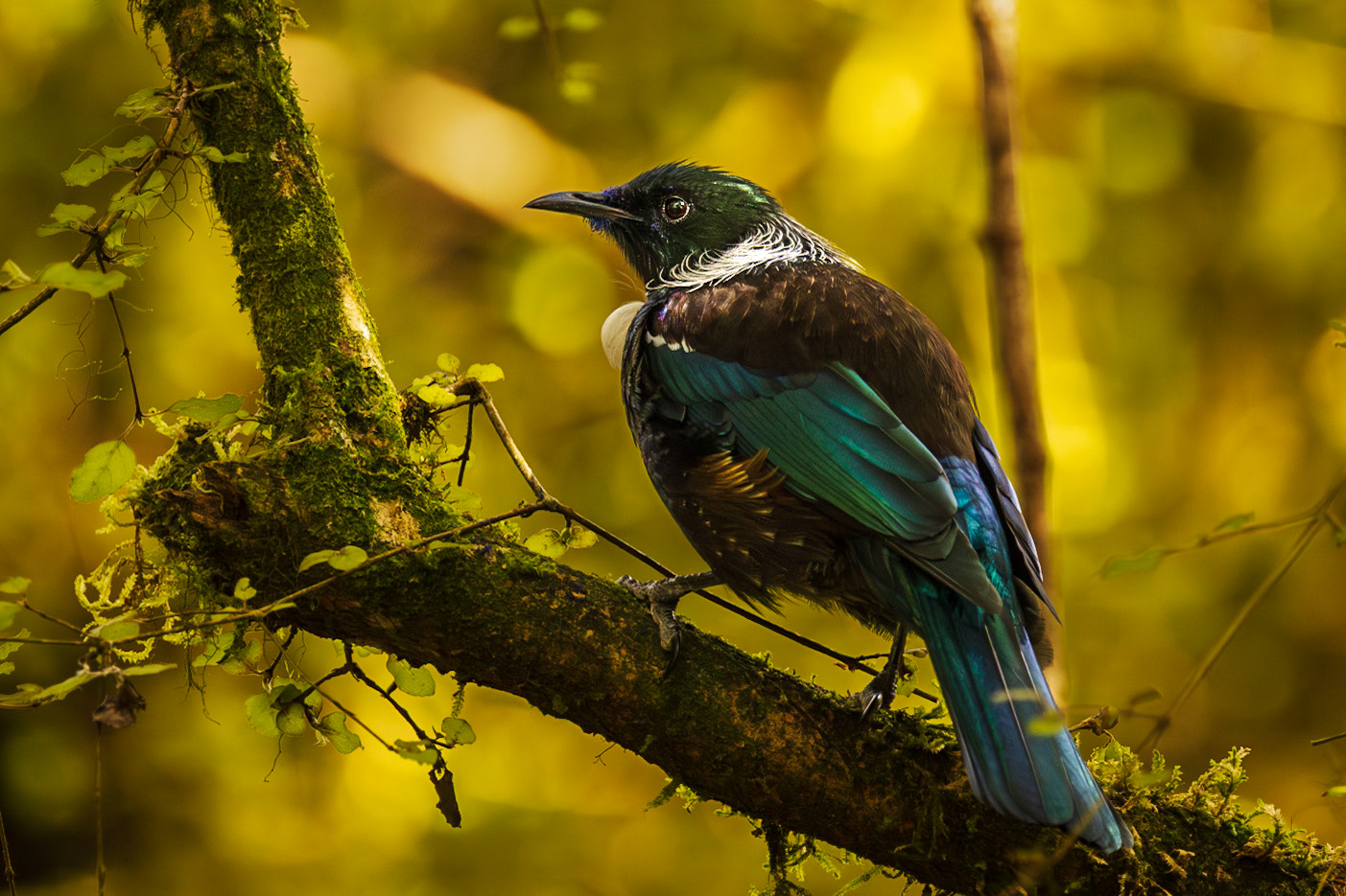 Tui