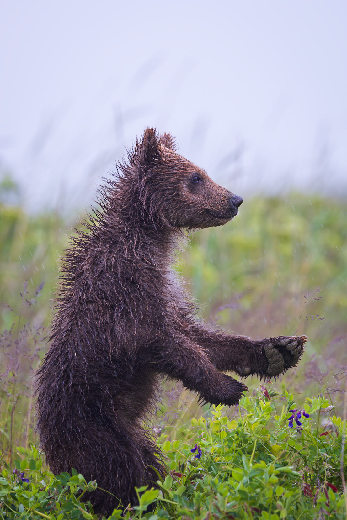 Standing up to get a better view