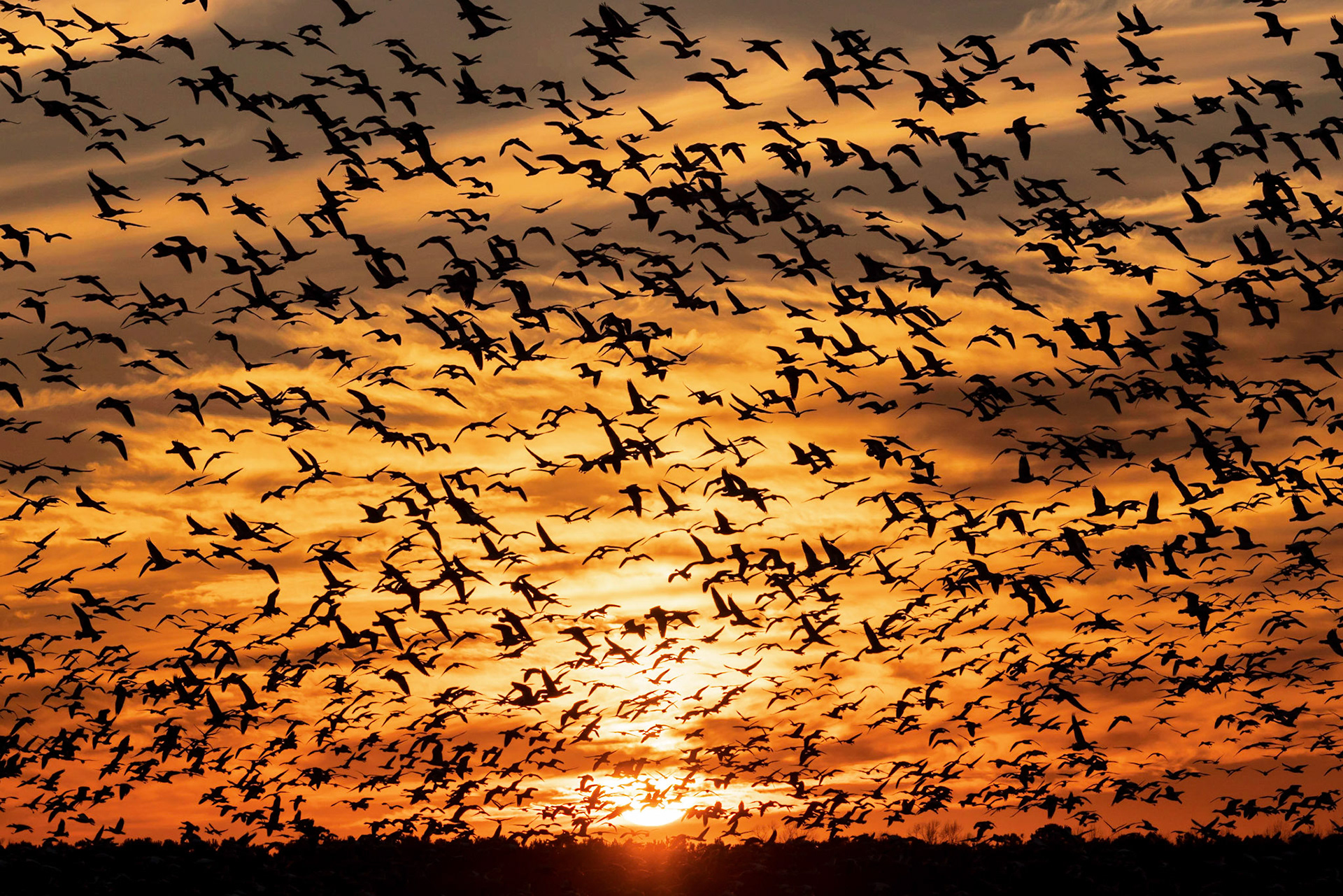 Snow Geese Sunset