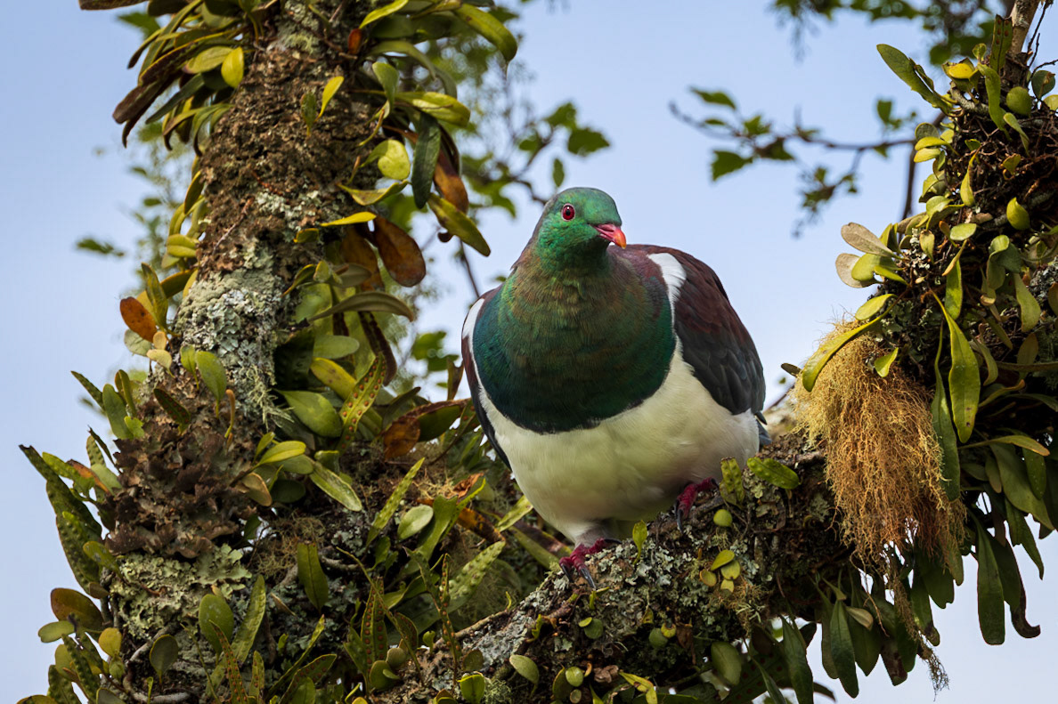New Zealand Pigeon