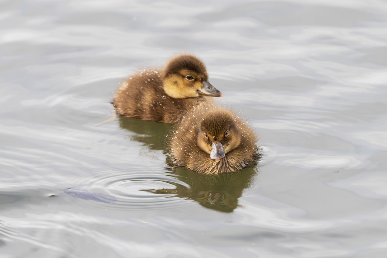 Greater Scaups Ducklings