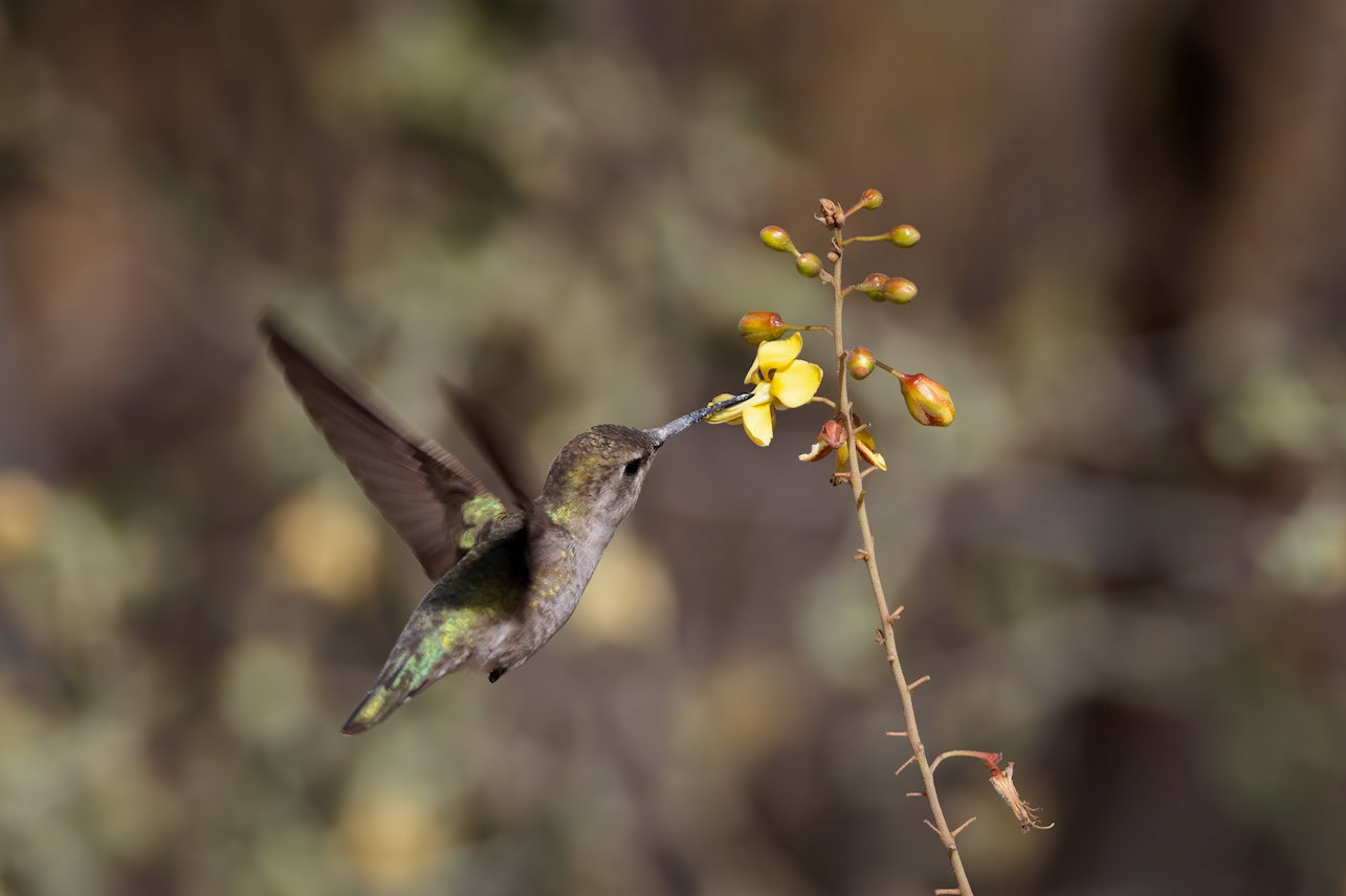 Female Costa's Hummingbird