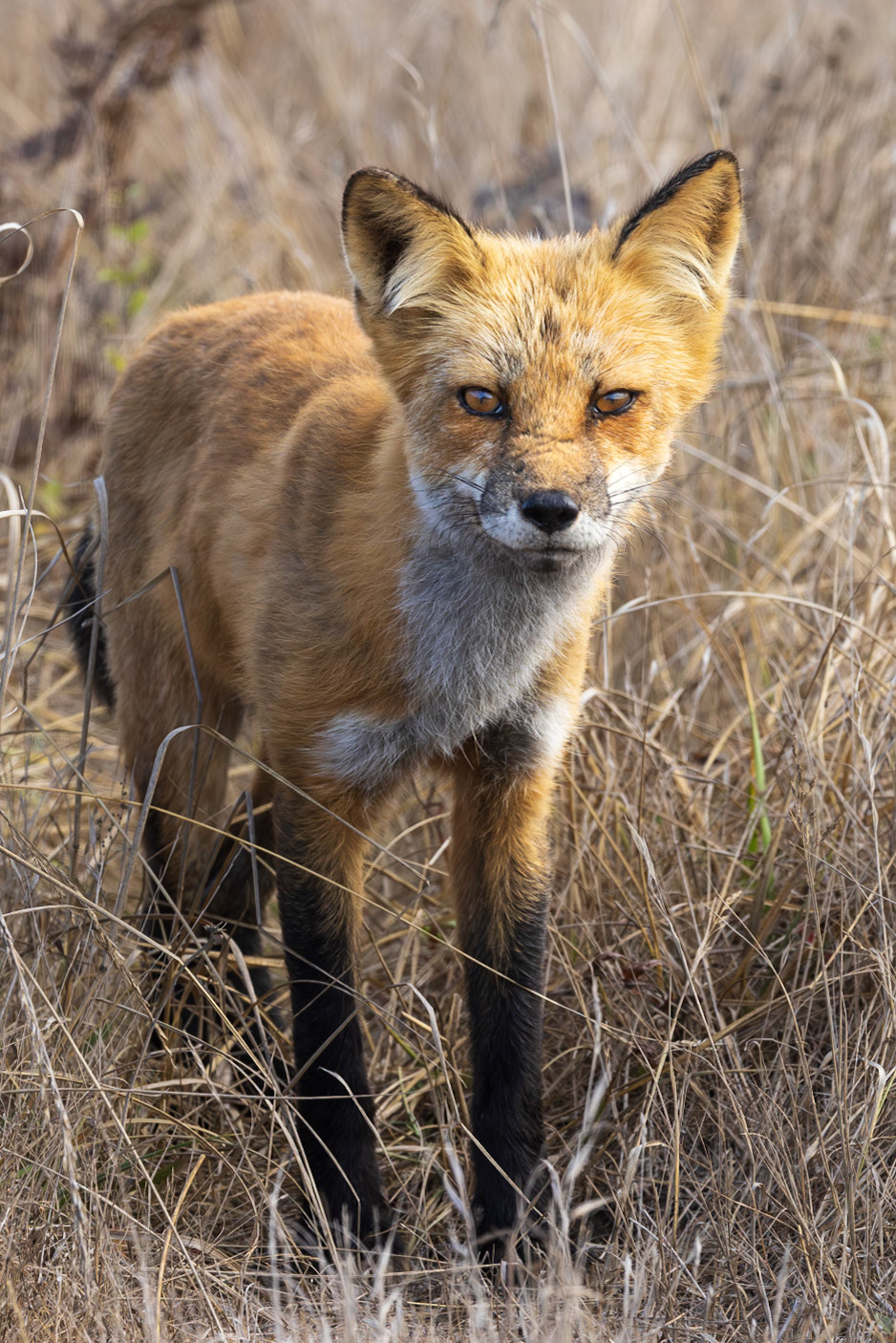 Cross Fox