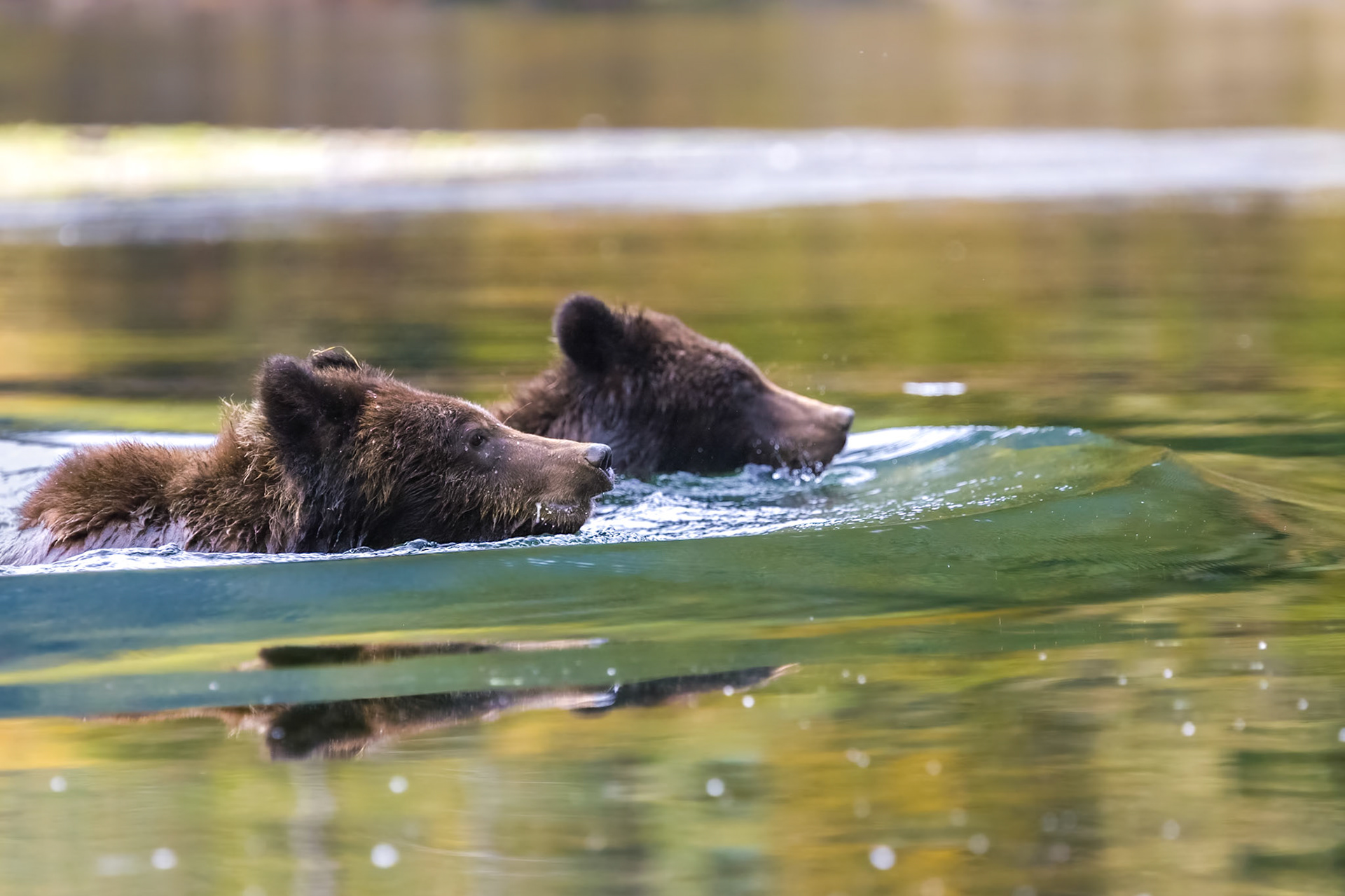 Grizzly Cubs Swimming