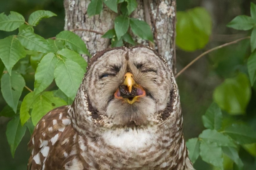 It's Supposed to Taste Like Chicken!