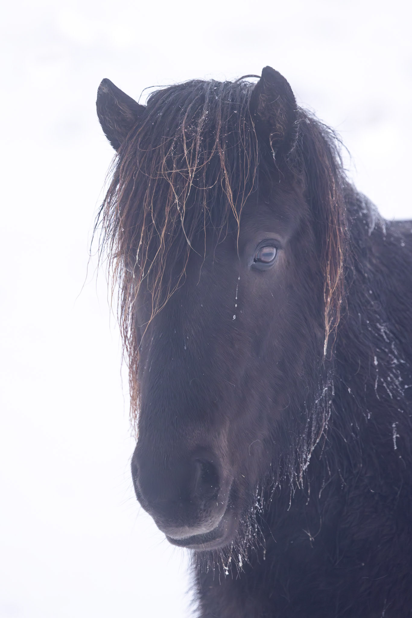 Icelandic Horse