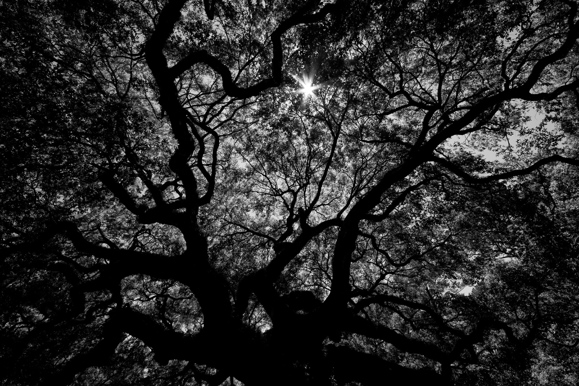 Angel Oak, St. John's, SC