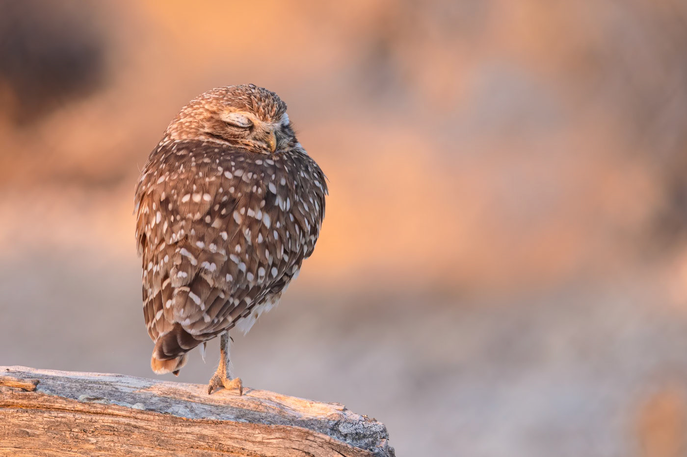 Sleepy Owl