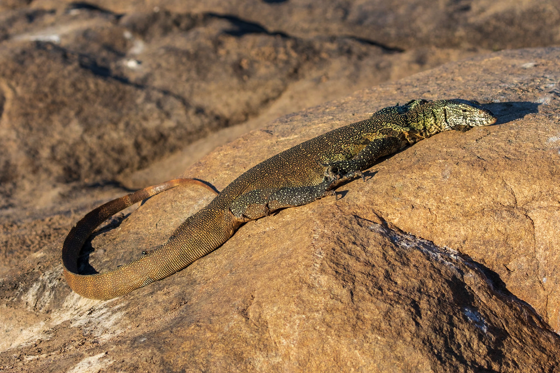 Water Monitor Lizard