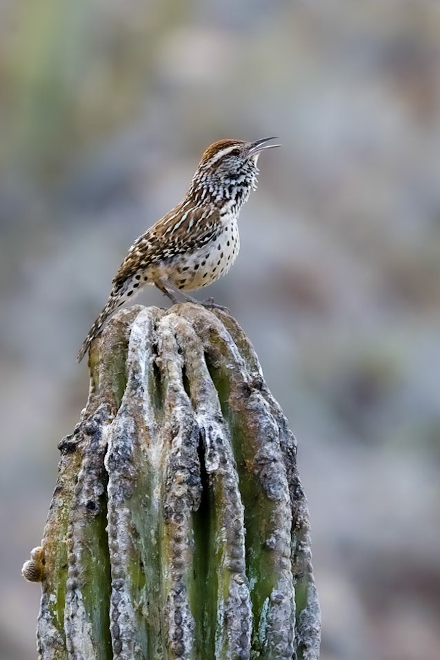 Cactus Wren