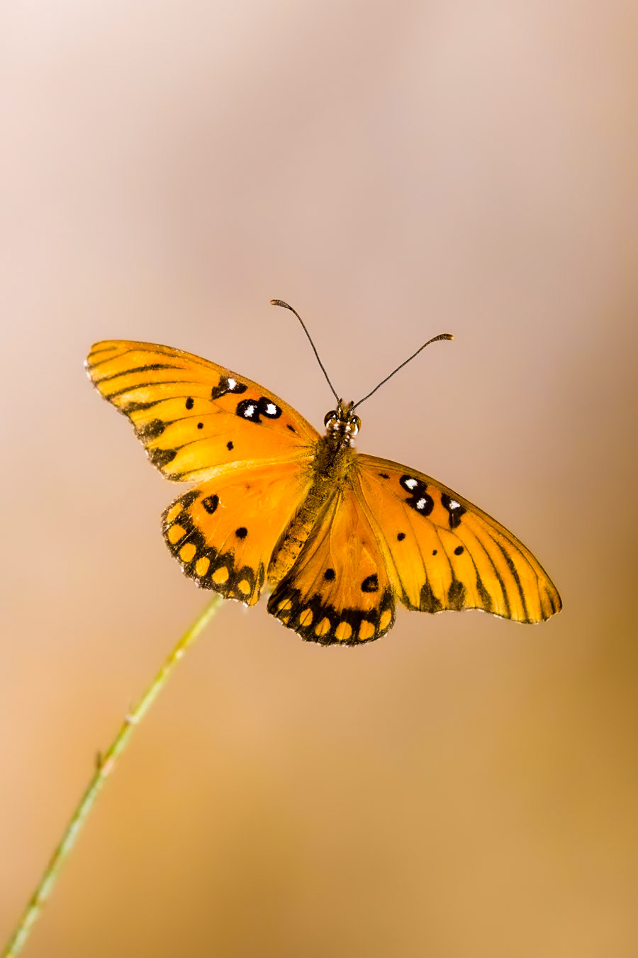 Gulf Fritillary Butterfly