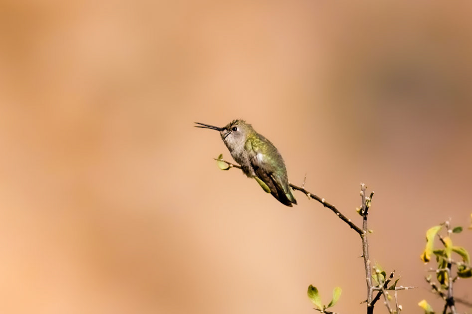 Female Costa's Hummingbird