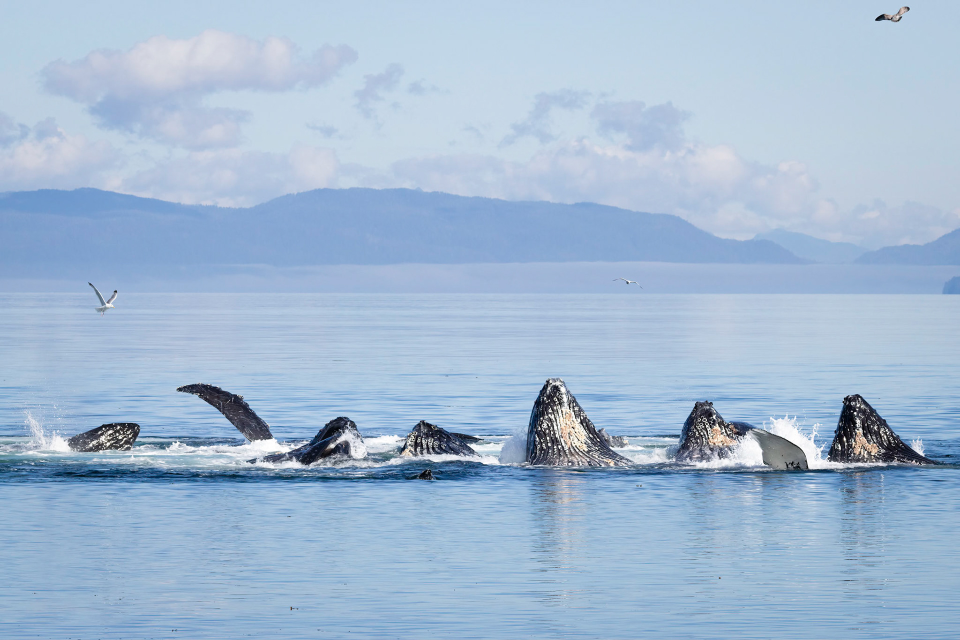 Bubble Netting Humpbacks