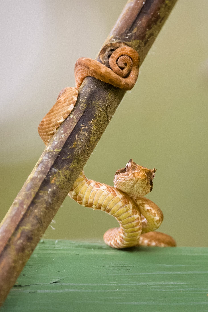 Eyelash Viper