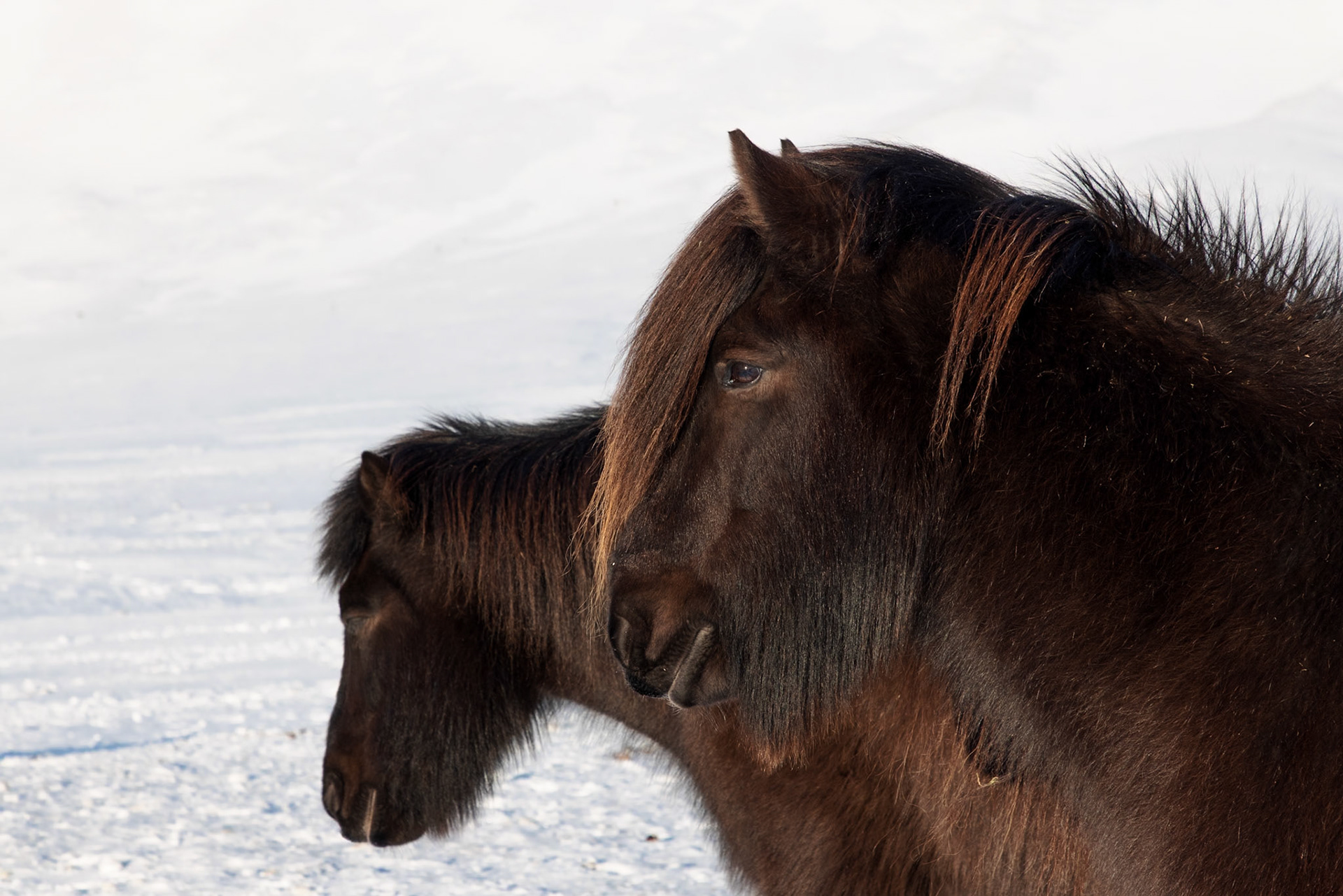 Icelandic Horses