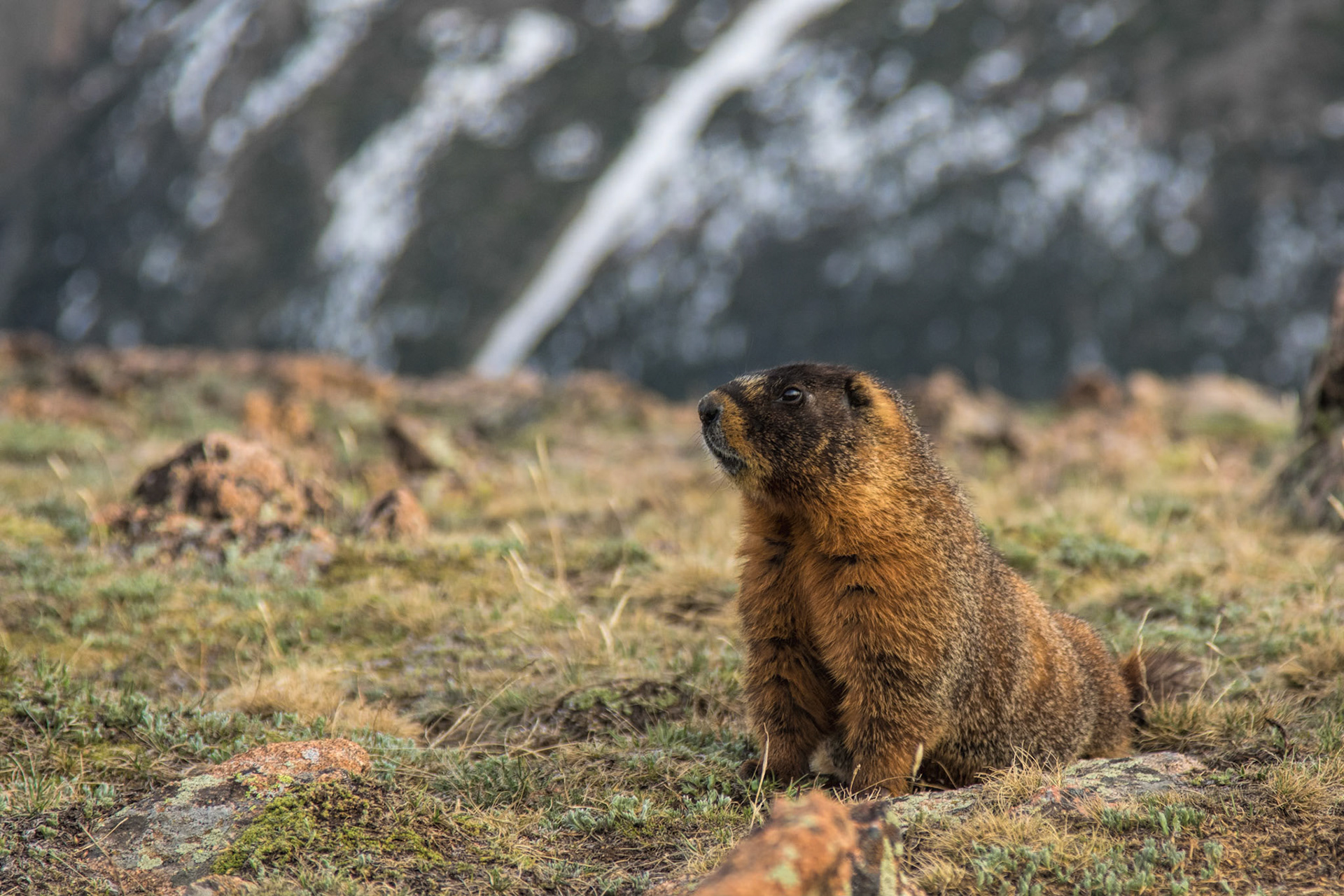 Marmot on the Tundra