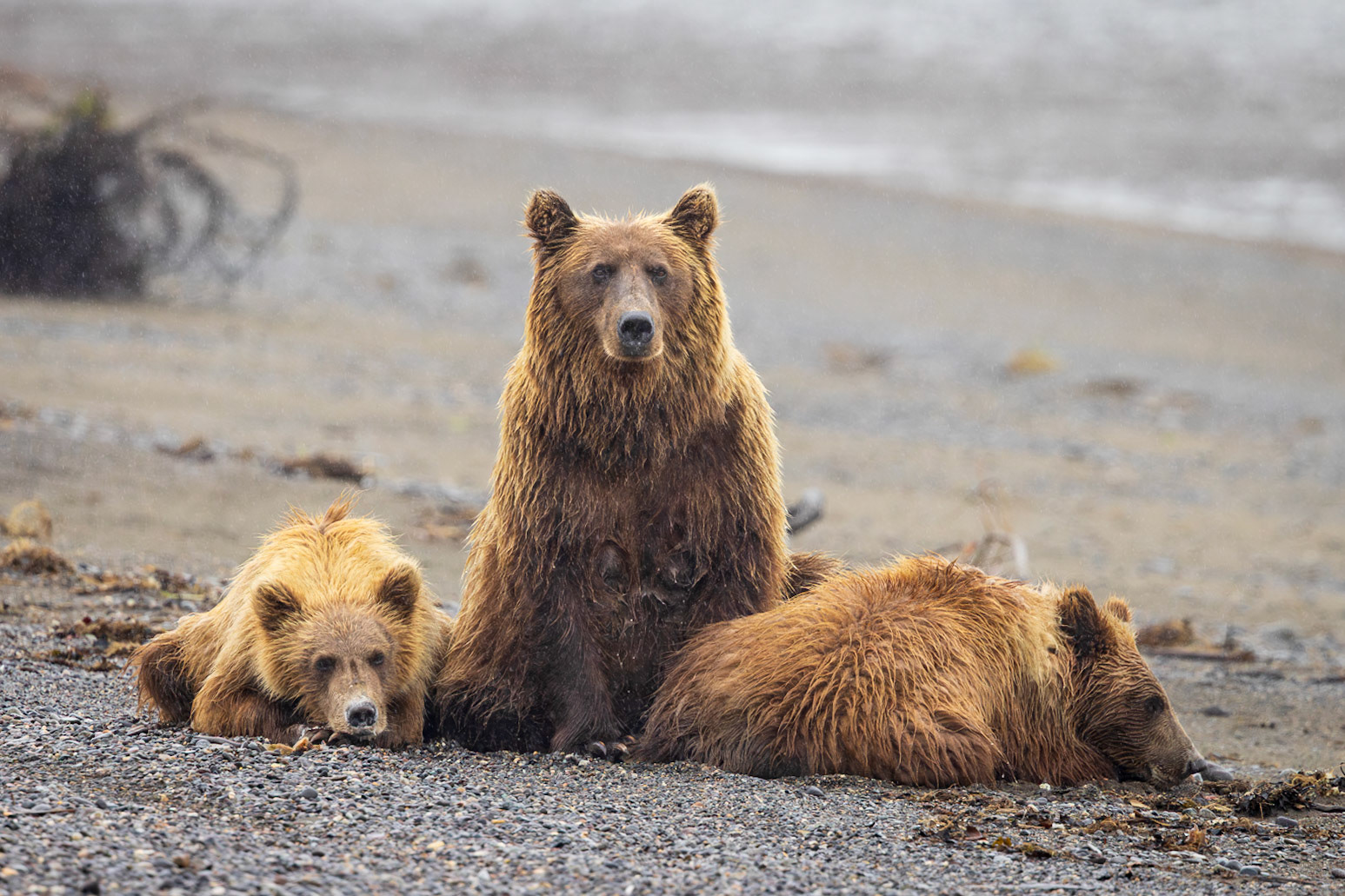 Mom and the two yearlings on the beach