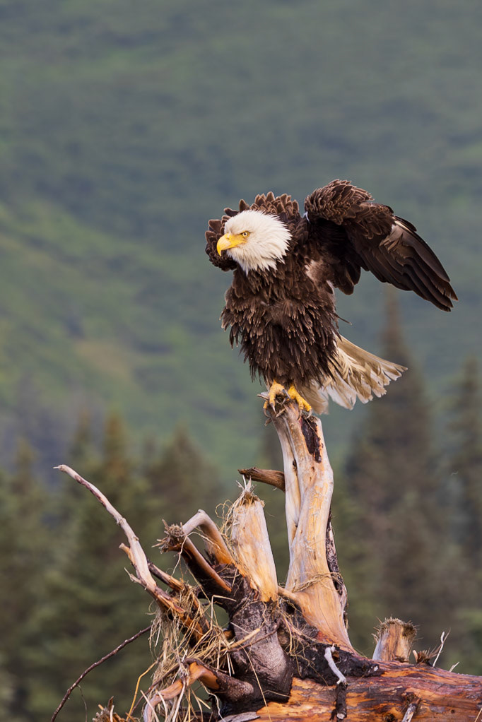Fluffing its feathers