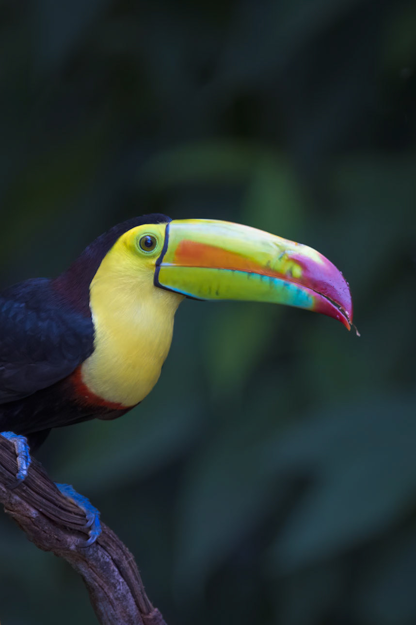 Keel-billed Toucan