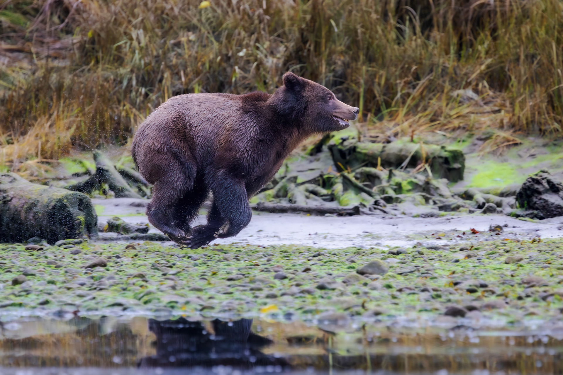 Galloping Grizzly
