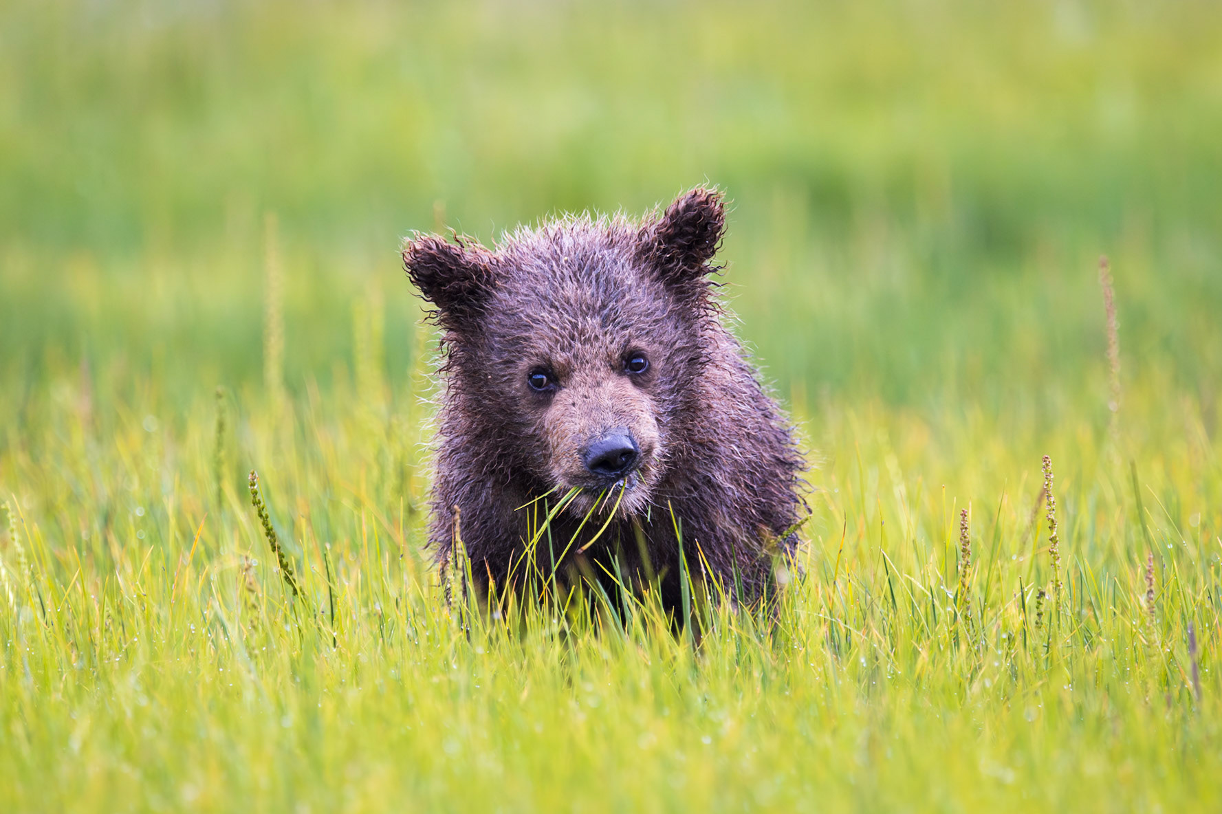 A very wet Cub of Year (COY) eating sedge grass