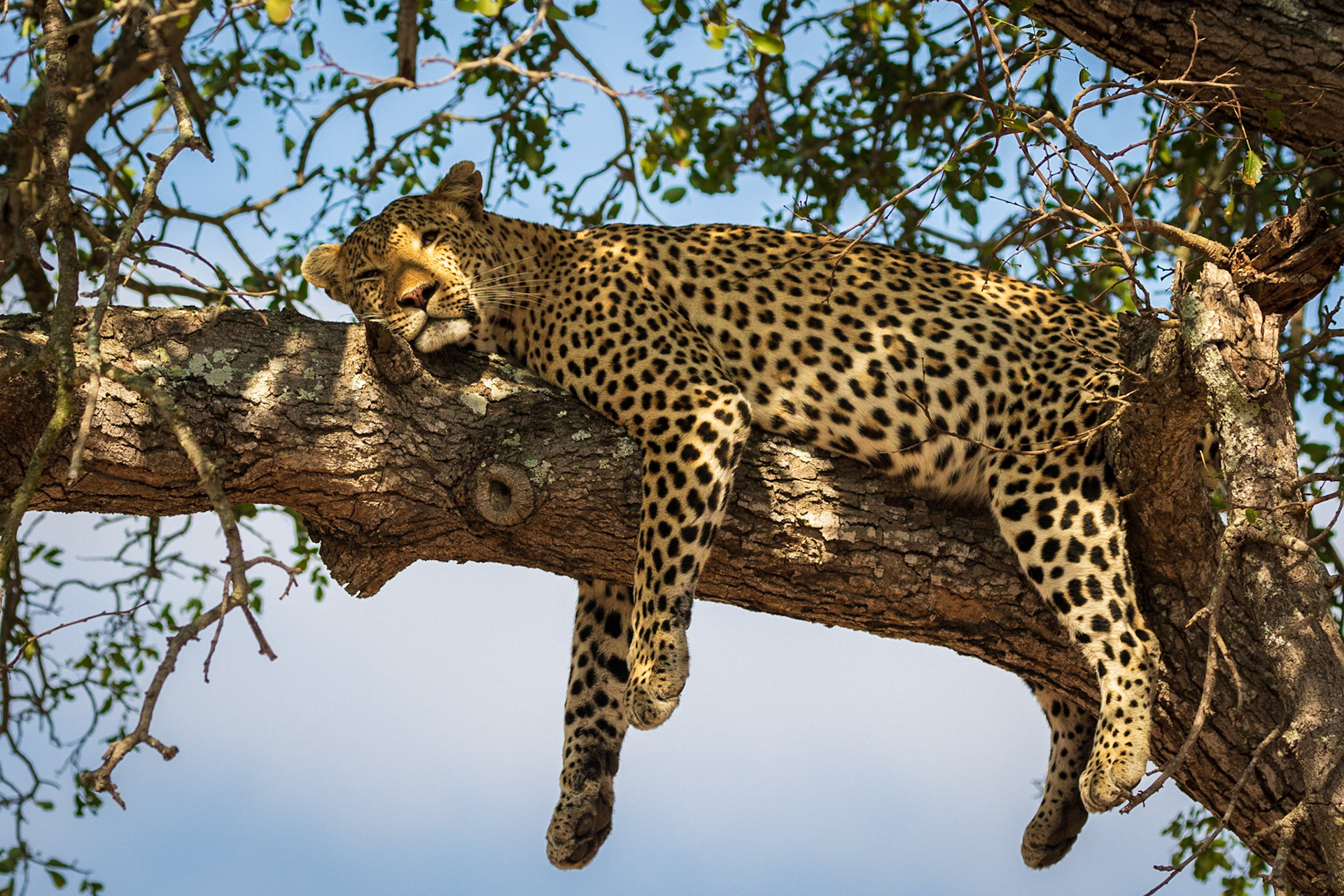 Leopard, Timbavati Game Reserver, South Africa
