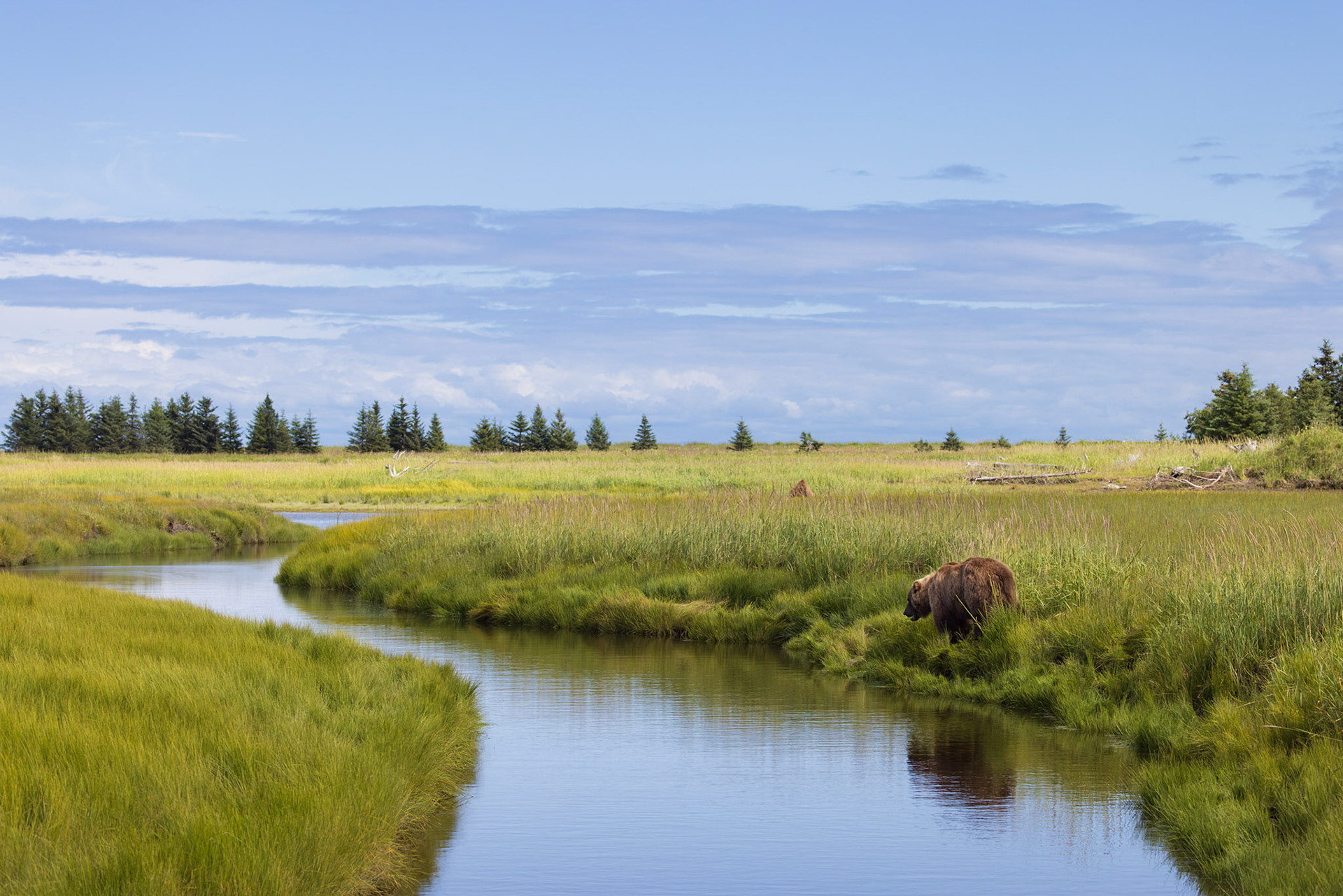 Bears along the creek