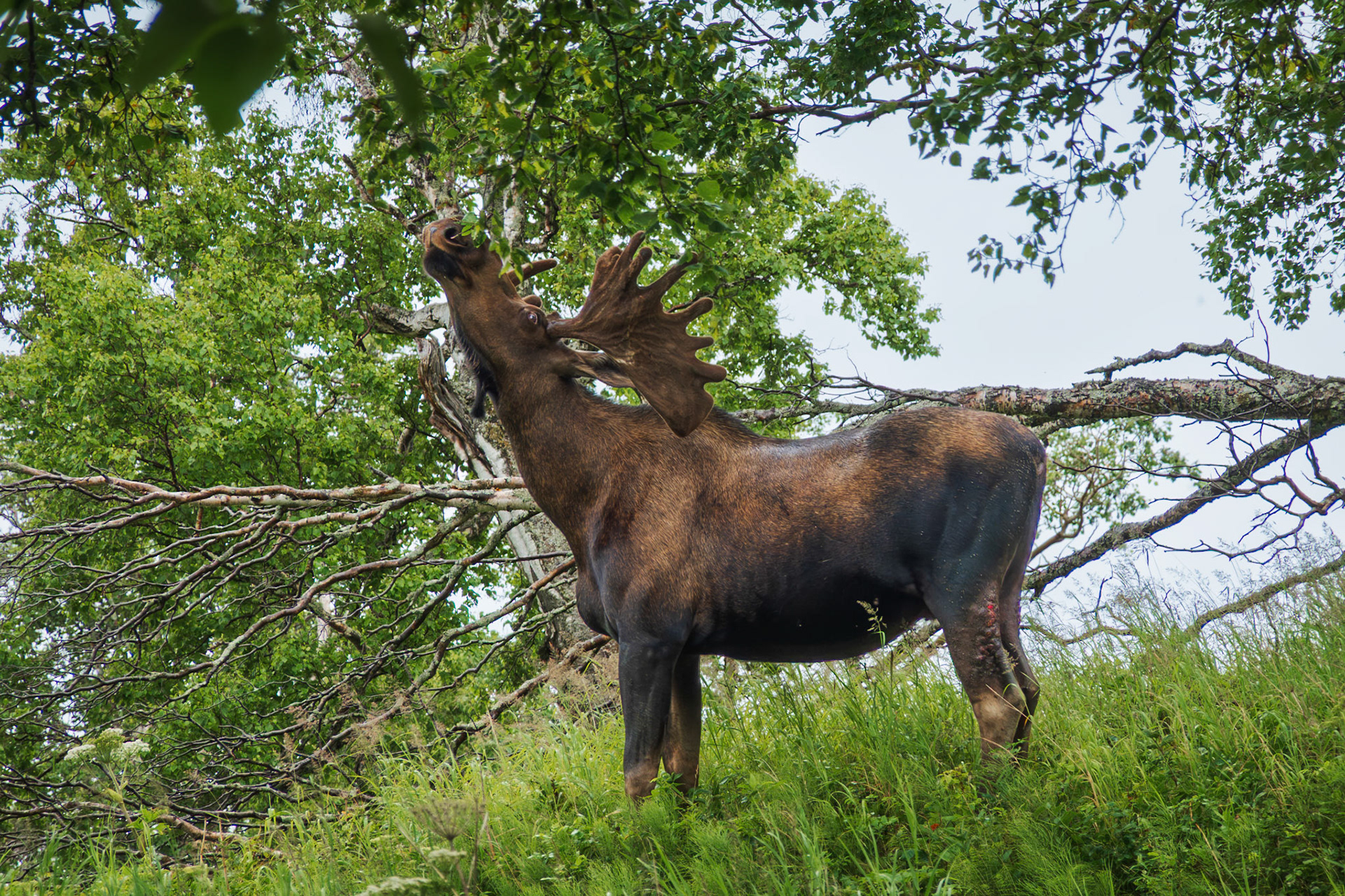 Eating leaves from the tree