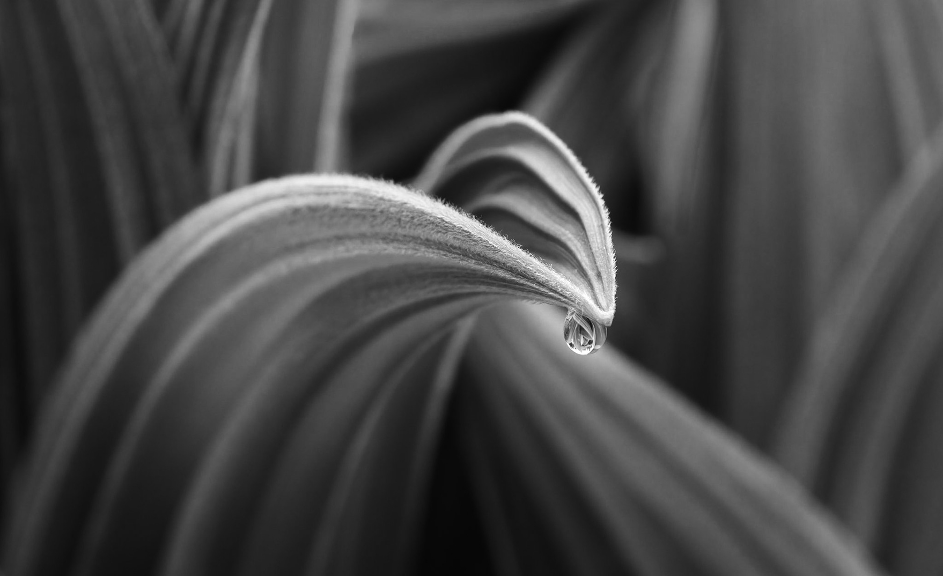 False Hellebore Dewdrop