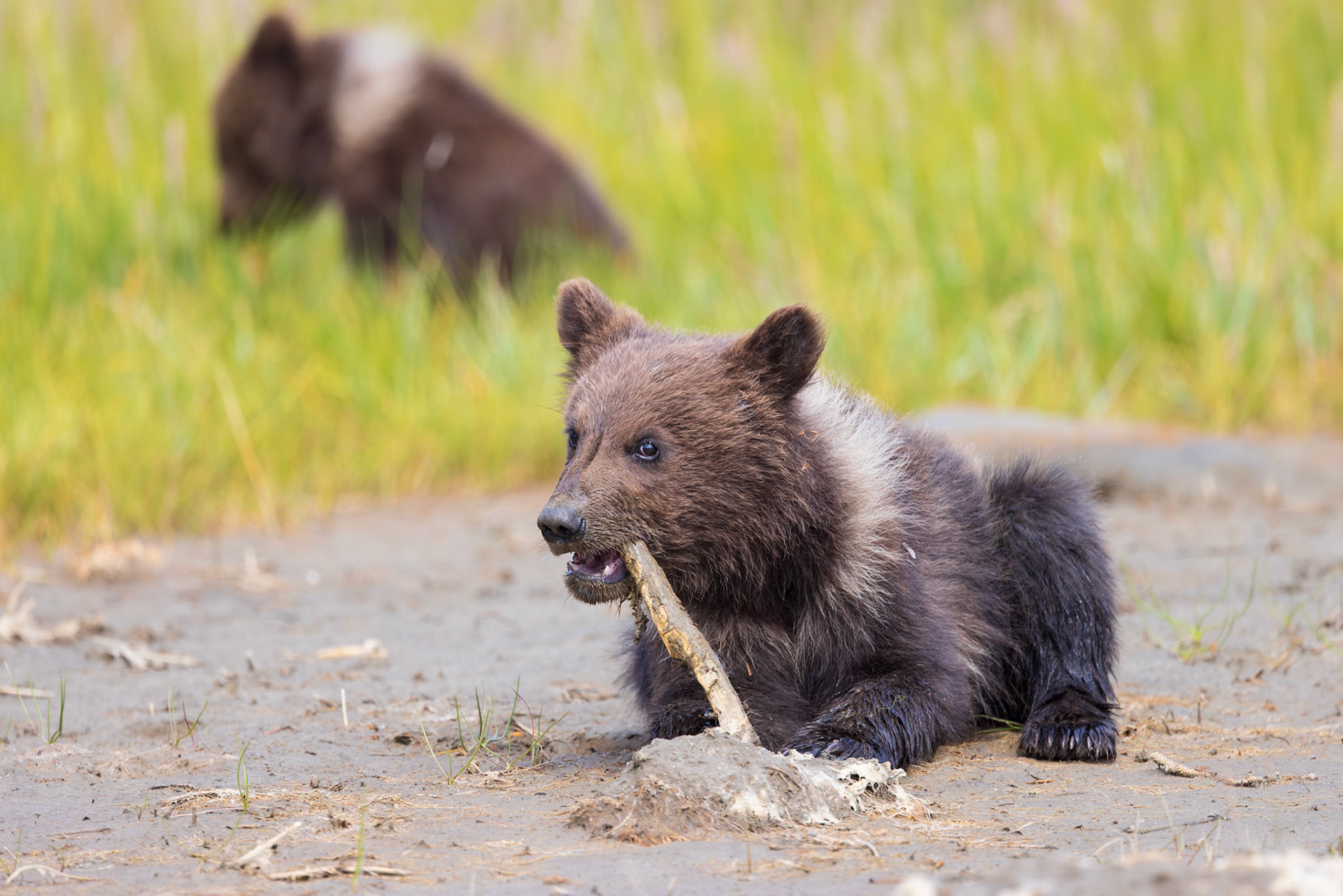 Chew Toy
