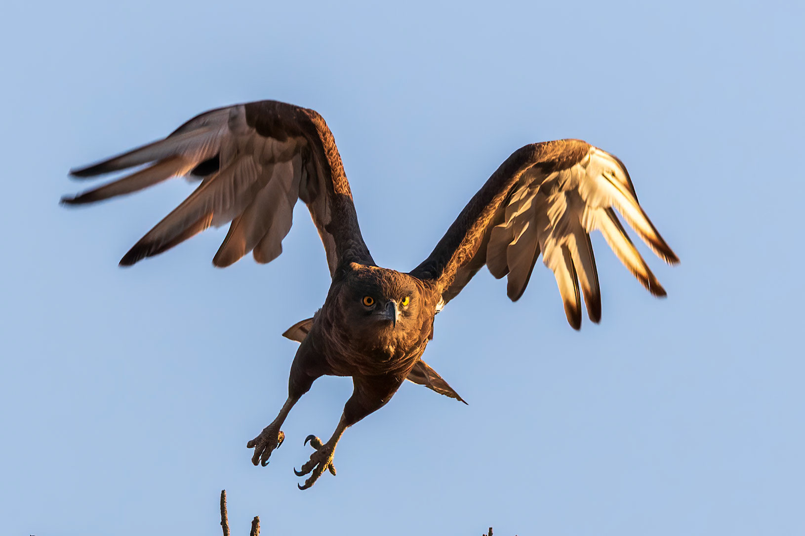 Brown Snake Eagle