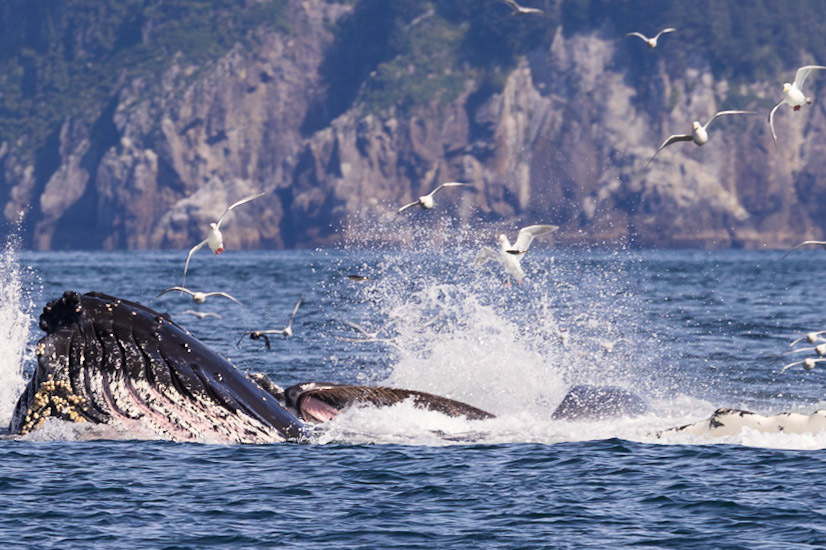 Humpbacks Feeding