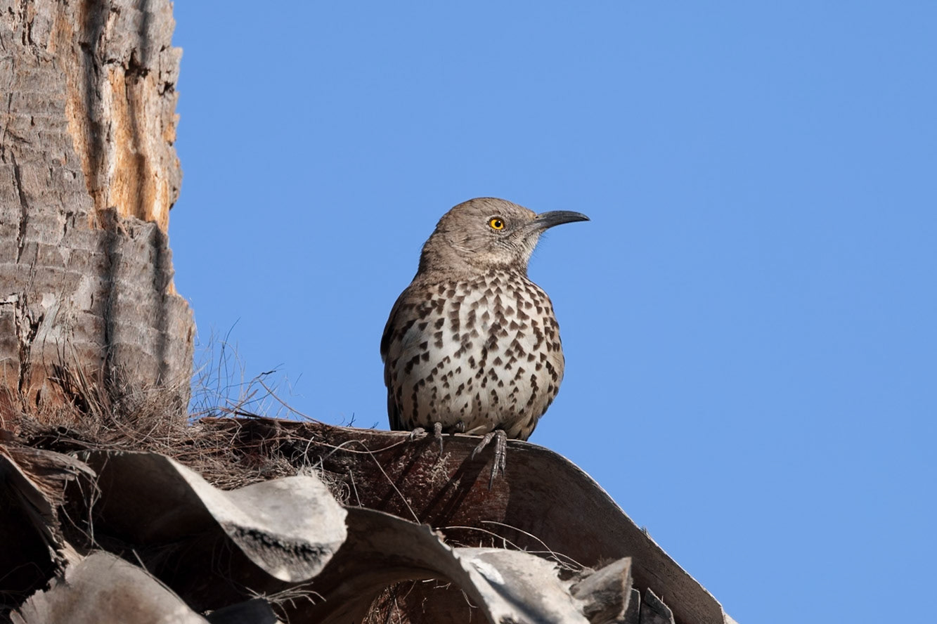 Cactus Wren