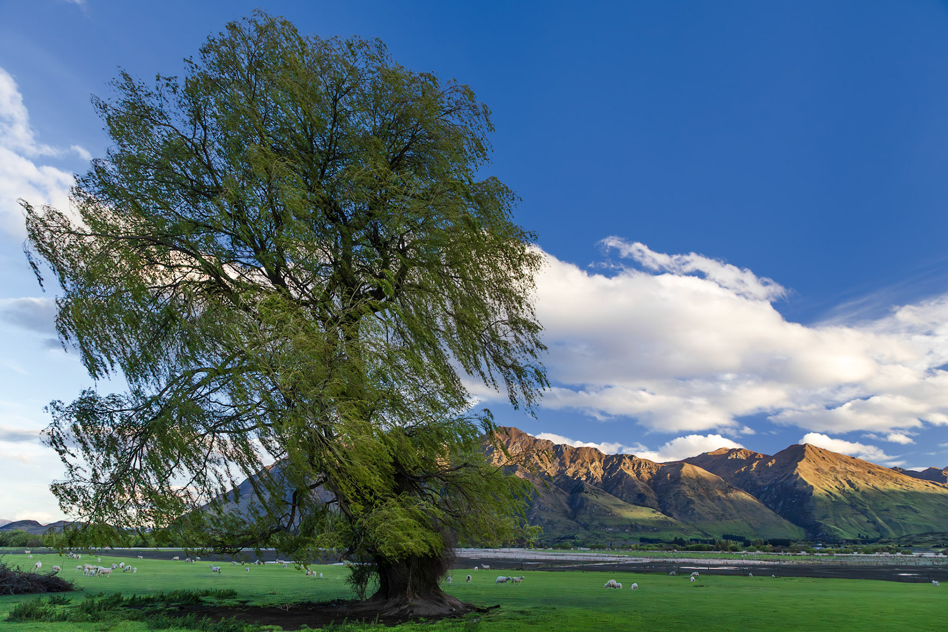 Willow and Sheep