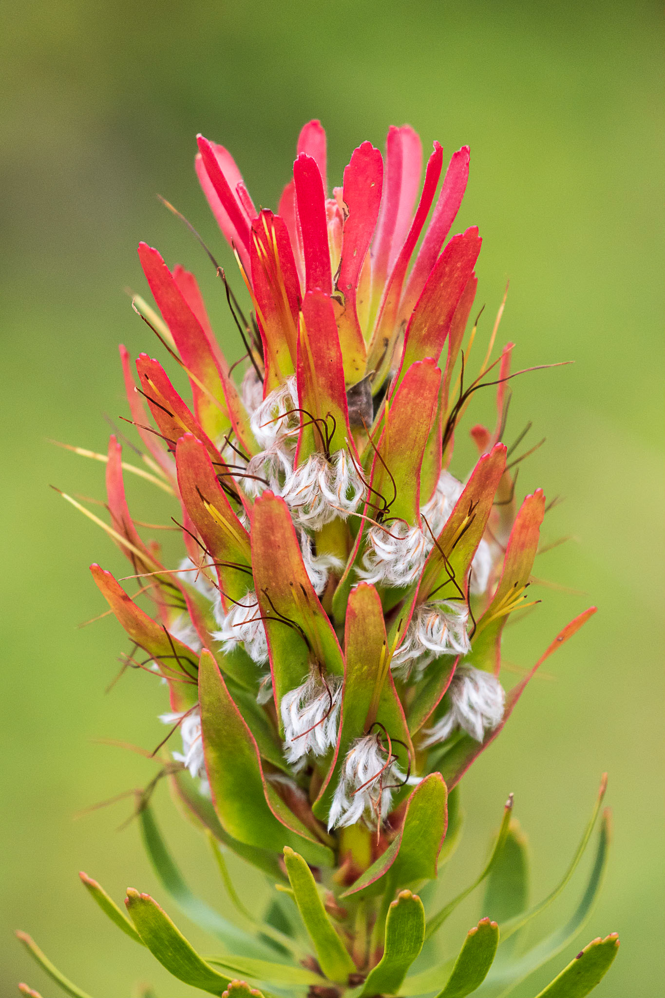Kirstenbosch Botanical Garden, Cape Town, SA
