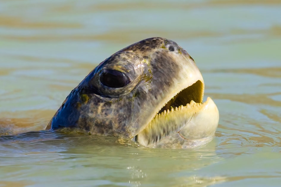 Green Turtle