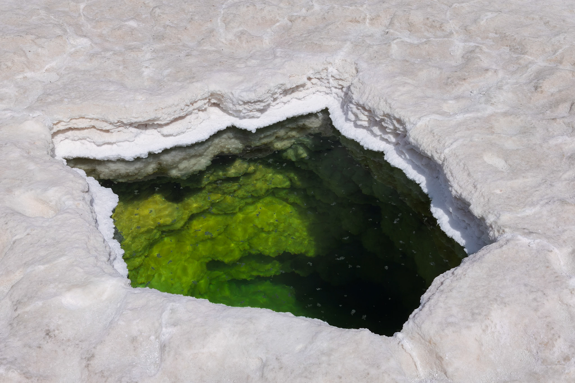 Salt/Saline Pool