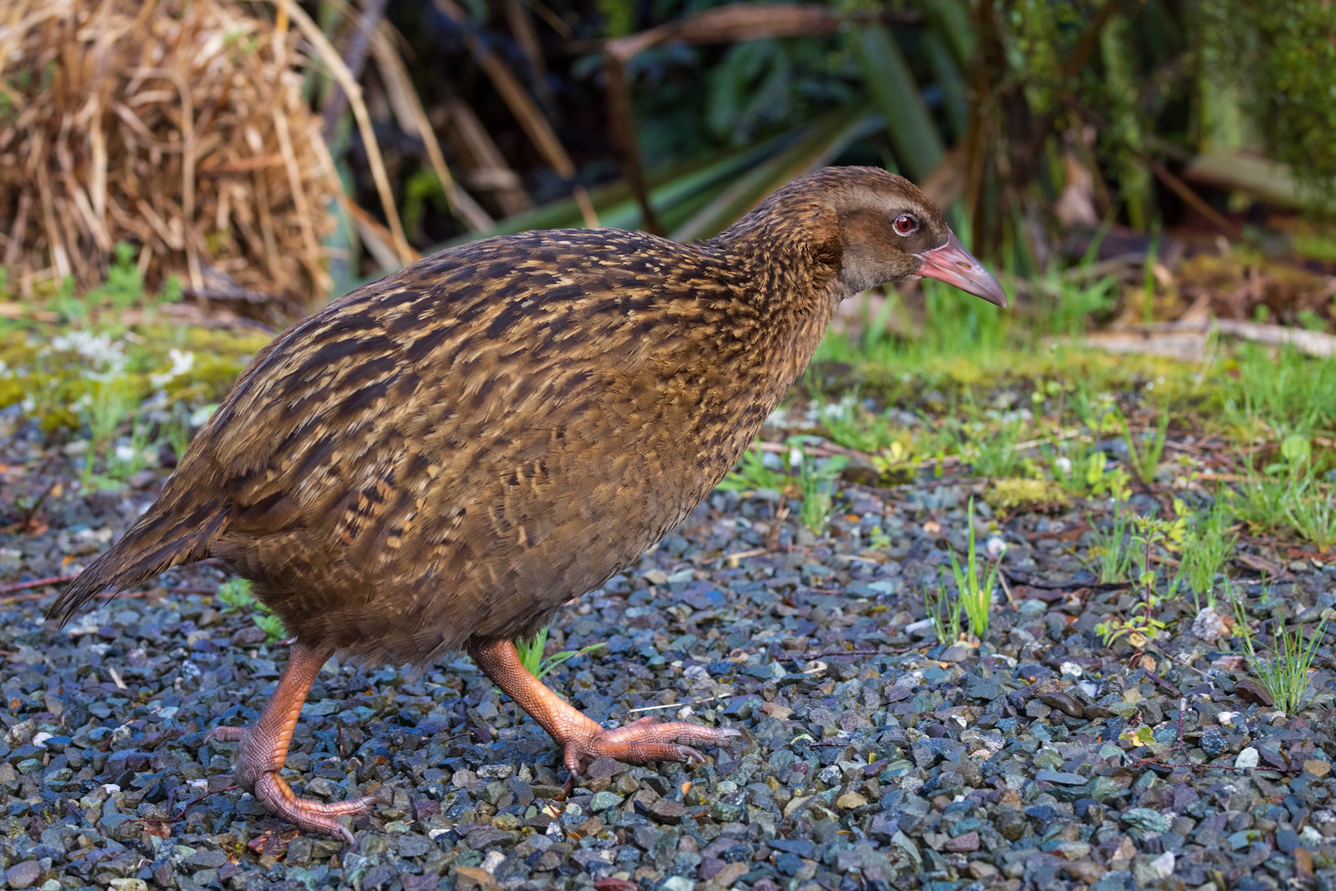 Weka