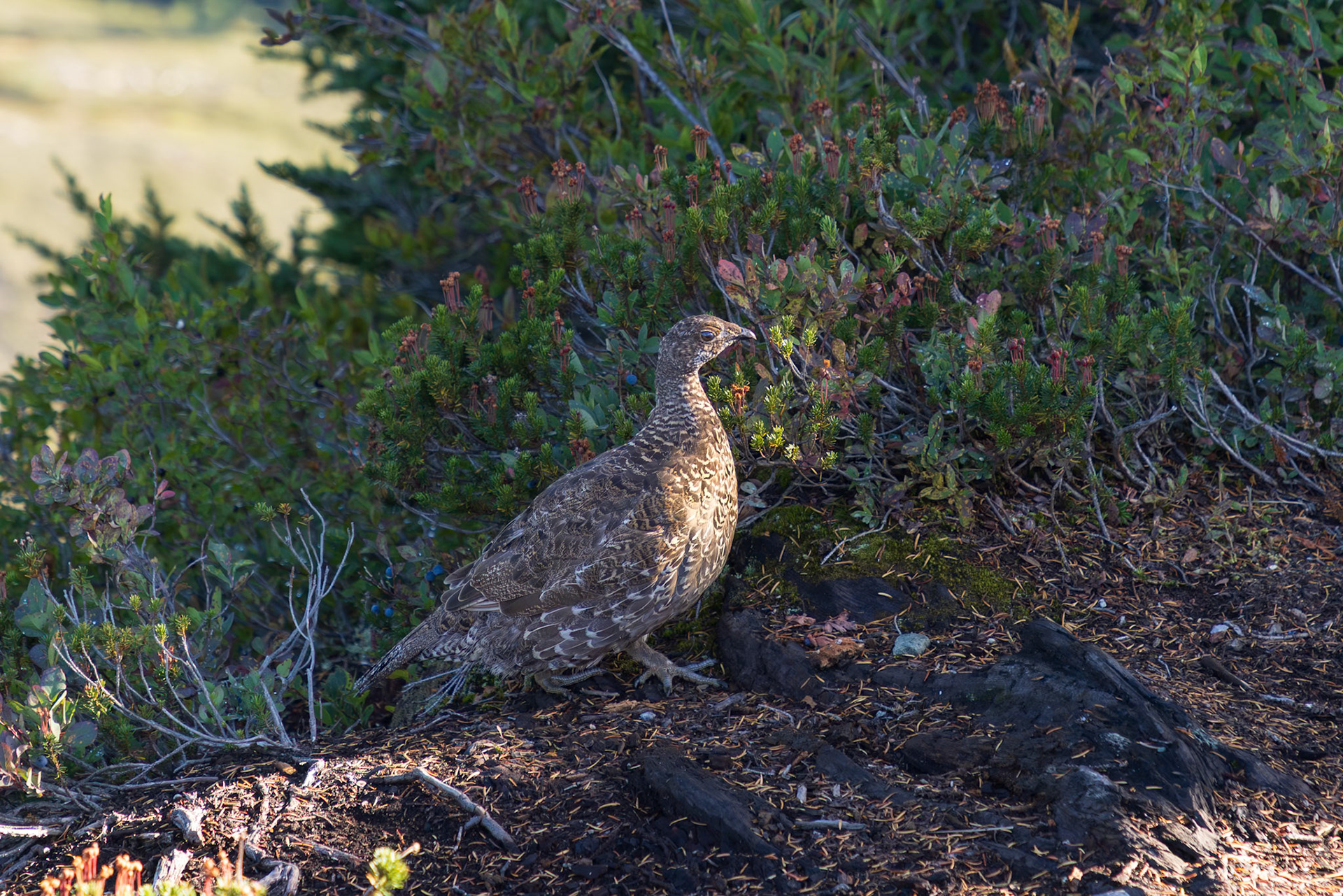 Sooty Grouse