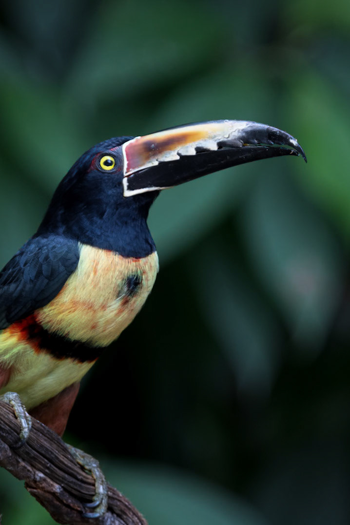 Collared Aracari