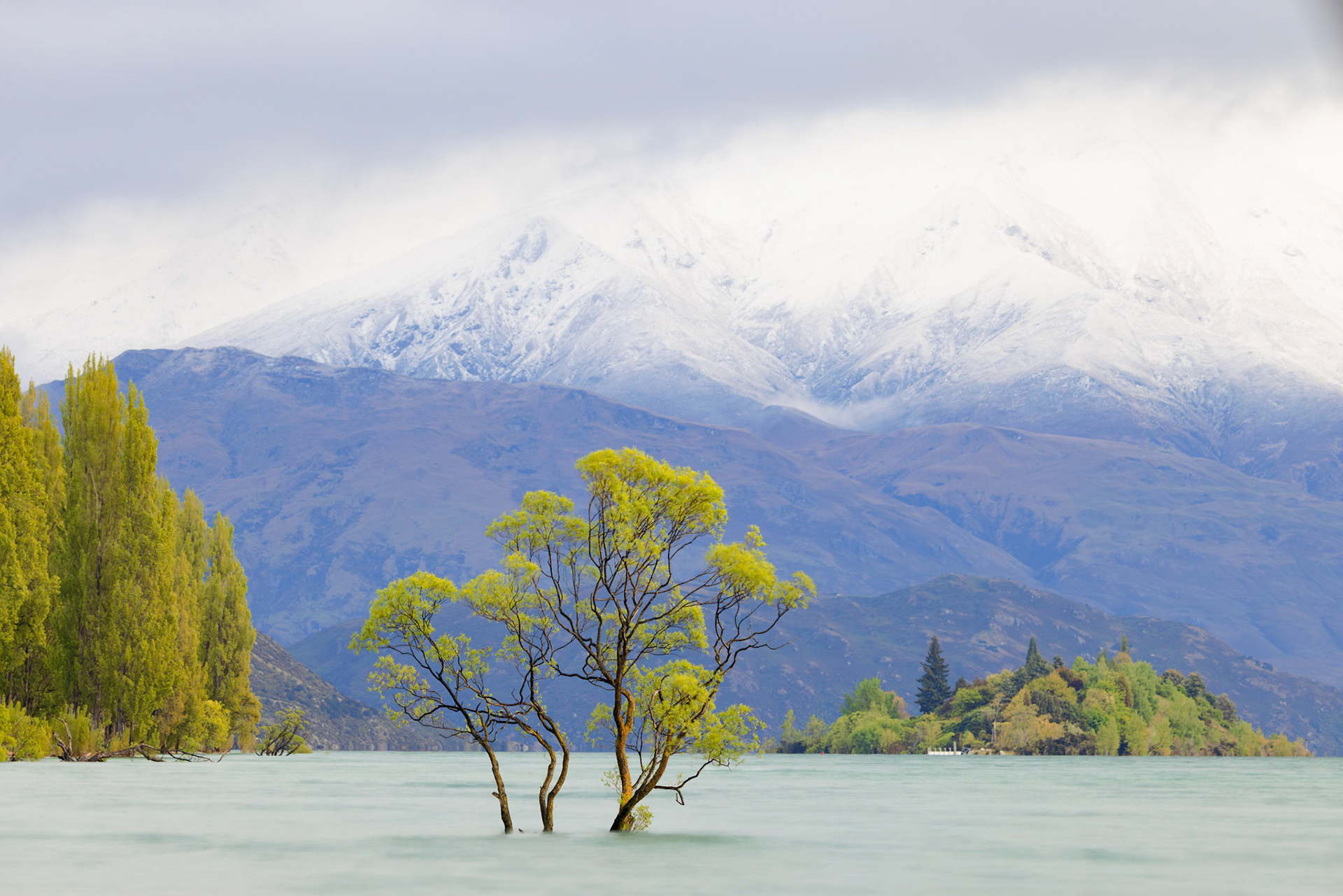 Wanaka Willow